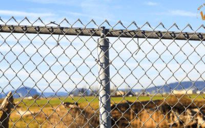 Protecting Your Home: How Chain Link Fencing Enhances Security